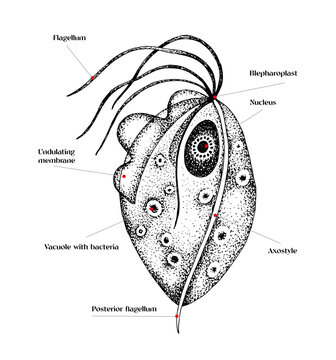 Trichomonas vector hand drawn diagram 