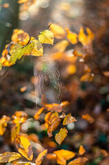 Spinnennetz im Gegenlicht im Herbst