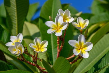 white plumeria flowers on the island of Cyprus 8