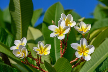 white plumeria flowers on the island of Cyprus 7