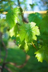 Branch of grape leaves with beautiful bokeh. Grapes in spring sunny day