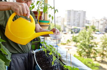 Old man gardening in home greenhouse. Men's hands hold watering can and watering the pepper plant