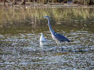 the grey heron standing in the water and fishing