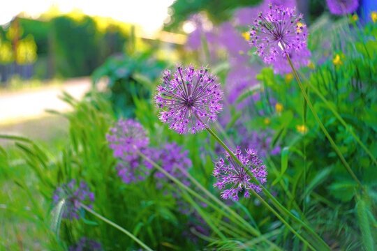 Allium flower grow in summer garden. Round flowers wild leek with seeds growing on rural street