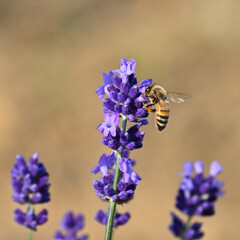 ラベンダーとミツバチ