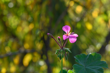 Fototapeta premium Pelargonium thyroid-cascade on the island of Cyprus 1