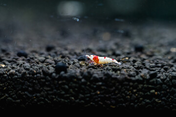Crystal red shrimp aquarium pets hobby nature