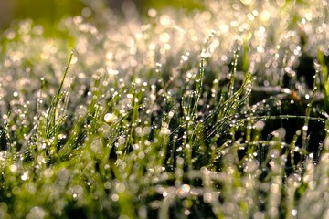 朝露に輝く草原 Grasslands glistening with morning dew . Various forms of nature.