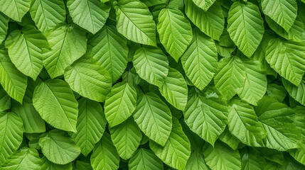 Fresh green beech hedge, leaves in spring, closeup. Background. Fagus sylvatica