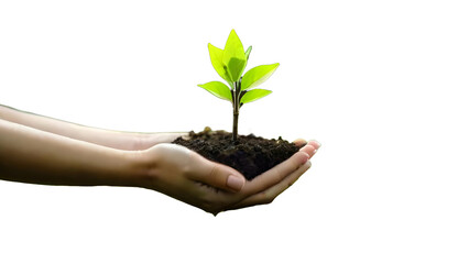 Fototapeta na wymiar In the hands of tree growing seedling. Environment Earth Day. PNG