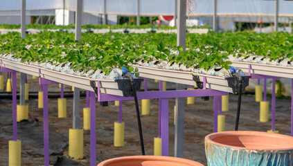 growing strawberries hydroponically in a greenhouse on the island of Cyprus 1