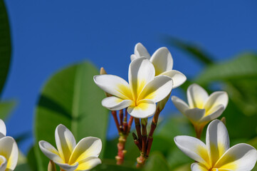 white plumeria flowers on the island of Cyprus 2