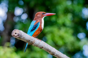 The White-throated Kingfisher on a branch in nature