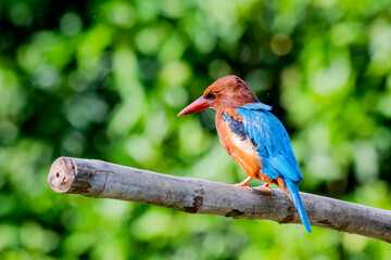 Obraz premium The White-throated Kingfisher on a branch in nature