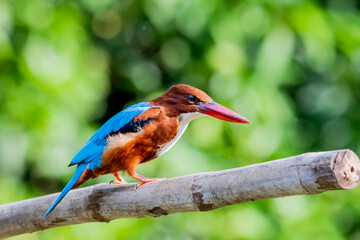 The White-throated Kingfisher on a branch in nature