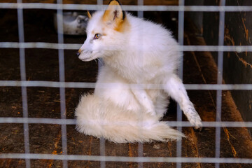 Keeping wild animals out of the wild.Portrait of a white fox sitting in a cage