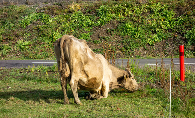 bull in the grass - 679556146