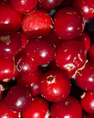 Cranberry Berries Placed Together Bulk with Leaves