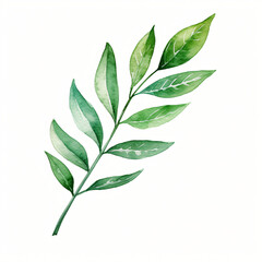 Watercolor green leaf branch paper painting isolated on white background