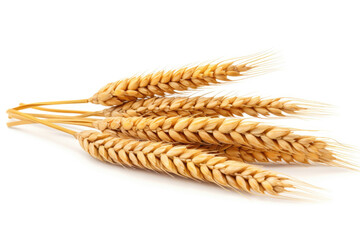 Ears of wheat on white background