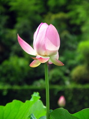 Obraz premium 一輪のピンクの蓮の花