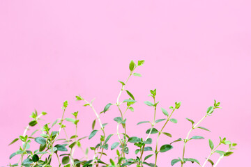 Obraz na płótnie Canvas Fresh lemon thyme on pink background.