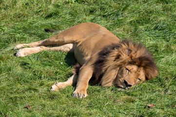 Lion qui dort