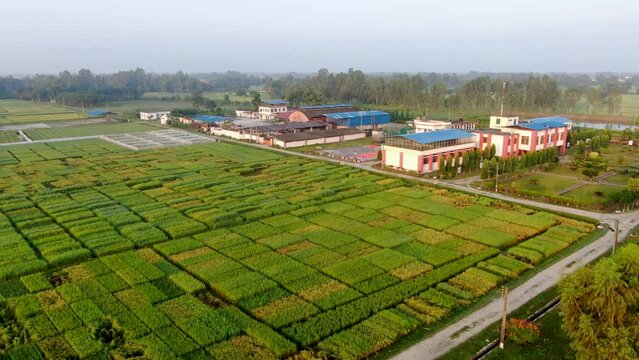 Aerial view of agriculture in rice fields for cultivation. Green pattern of rice field. Top down aerial view - Natural the texture for background