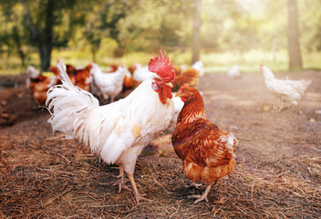 Free Range Rooster and White Chicken - Animal Welfare