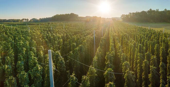 Top View to Bavarian Hop field before harvest phase with sunset background