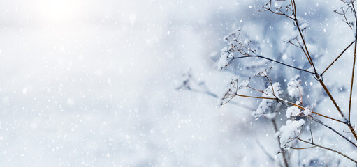 Snow covered dry branches of plants on blurred background during snowfall, copy space