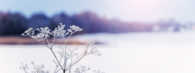 Winter landscape with a frost-covered branch of a dry plant on the river bank during sunset