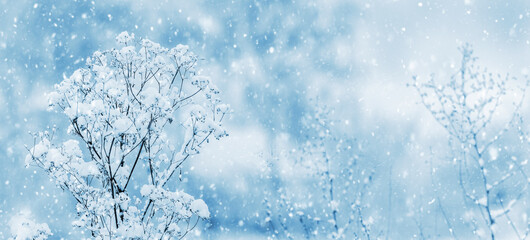 Atmospheric winter view with snowy plants on blurred background during heavy snowfall in light blue tones