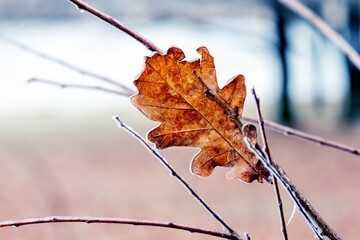 Frost covered oak leaf in the forest on a tree on a blurred background