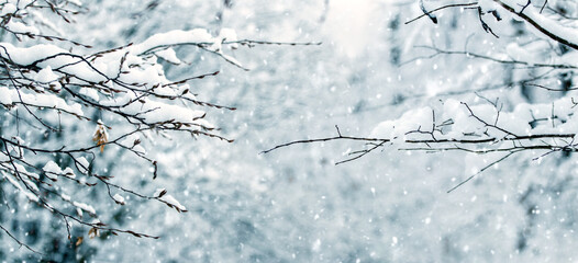 Winter forest with fluffy snow-covered tree branches during snowfall