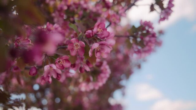 Pink flowers of cherry tree bloom in springtime. Slow motion. 