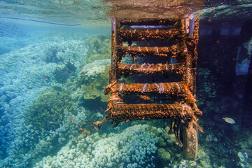 stairs from a jetty down into the clear blue water with fishes and corals