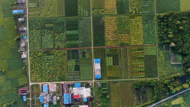 Aerial view of agriculture in rice fields for cultivation. Green pattern of rice field. Top down aerial view - Natural the texture for background