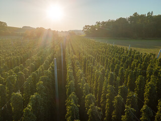 Hop field from Top before harvest phase with sun light background