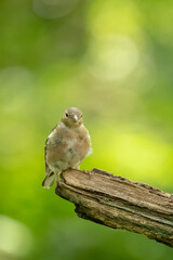 Pinson des arbres ( IA bruit )