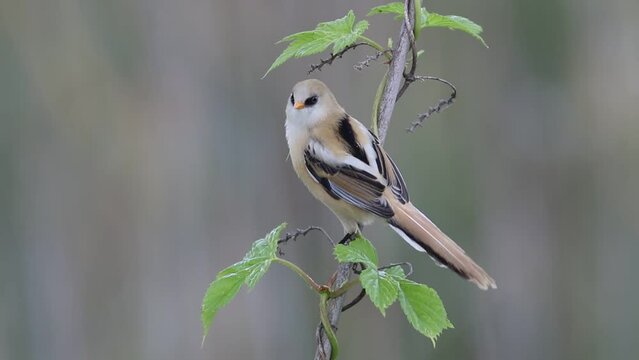 Bearded reedling, Panurus biarmicus. A young male sits on a reed, then flies away