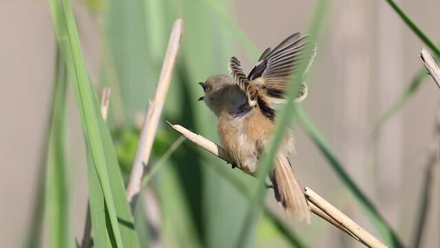 Bearded reedling, Panurus biarmicus. A young female sits on a reed stalk on a riverbank