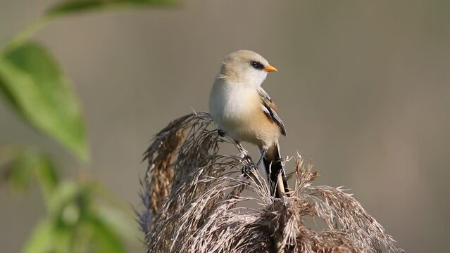 Bearded reedling, Panurus biarmicus. A young male sits on top of a reed, looks around, flies away
