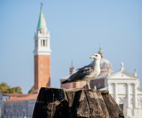 Seagull perched on a wooden pole or mast in the Italian city of Venice at sunset