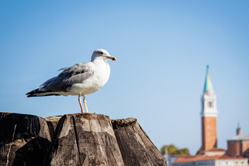 Seagull perched on a wooden pole or mast in the Italian city of Venice at sunset