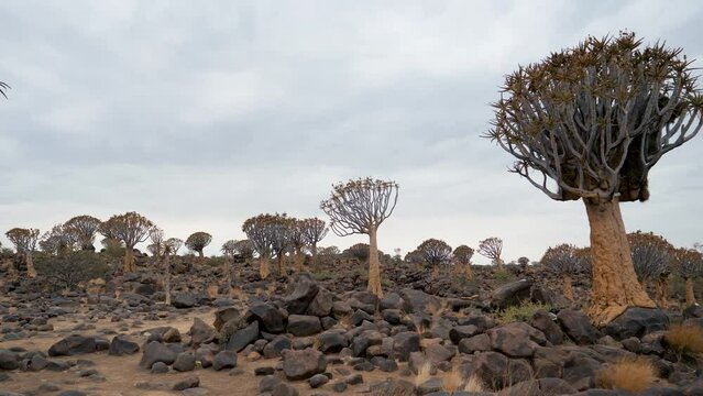 Quiver tree on rocks stones hill with sprouts of seeds and flowers near Keetmanshoop in Namibia. Travel to african wild nature