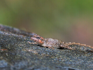 indian rock lizard