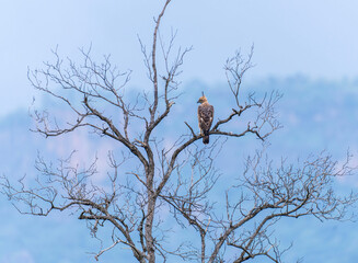 BIRDS OF SOUTH INDIA