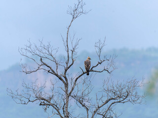BIRDS OF SOUTH INDIA