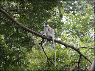 monkeys in india